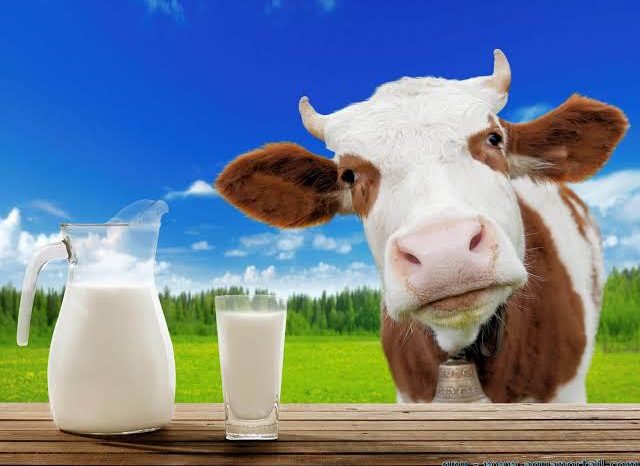 L’OMS alerte sur les dangers de boire moins du lait